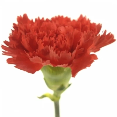DIANTHUS ST ARONA