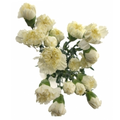 Karafiát ST Baltica 65cm