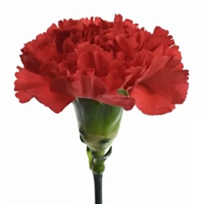 Karafiát ST BOUZERON 60cm