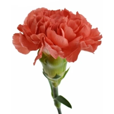 Karafiát ST CAROLINE 55 cm