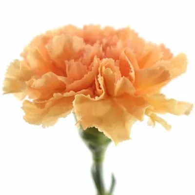 Karafiát ST CHEPRI 55cm