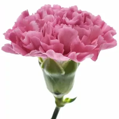 Karafiát ST CHINOLA 60cm