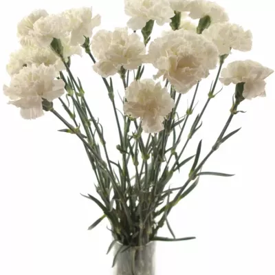 Dianthus ST DELICIA 65