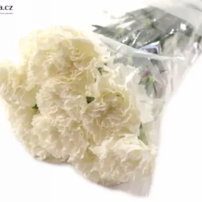 Dianthus ST DELICIA 65