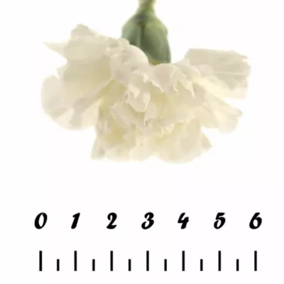 Dianthus ST DELICIA 65