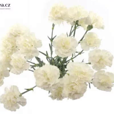 Dianthus ST DELICIA 65