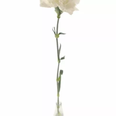 Dianthus ST DELICIA 65