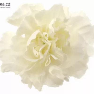 Dianthus ST DELICIA 65