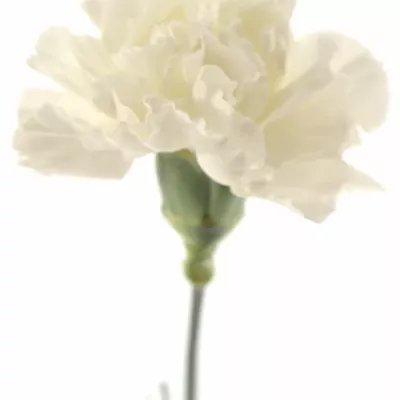 Karafiát ST DELICIA 60cm