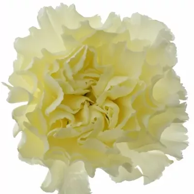 Dianthus ST Diletta CREMA