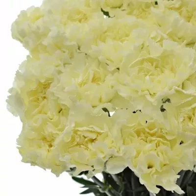 Dianthus ST Diletta CREMA