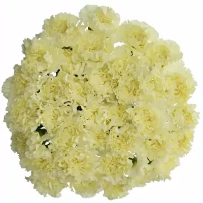 DIANTHUS ST DILETTA CREMA