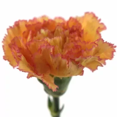 Karafiát ST DIVA 60cm