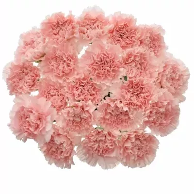 DIANTHUS ST DONCEL 