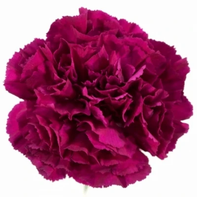 DIANTHUS ST FARIETA