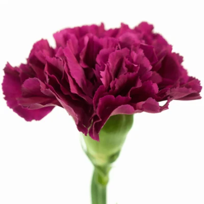 Karafiát ST FARIETA 65cm