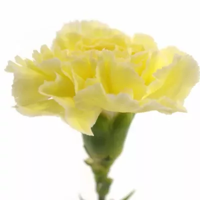 Karafiát ST FASCINATION 60cm