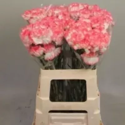 Karafiát ST FELICE 55cm