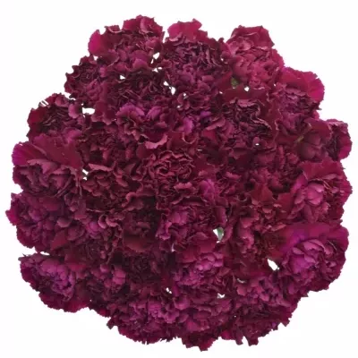 DIANTHUS ST GOLEM 65cm