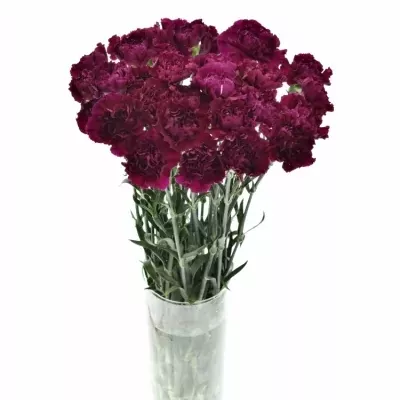 DIANTHUS ST GOLEM 65cm