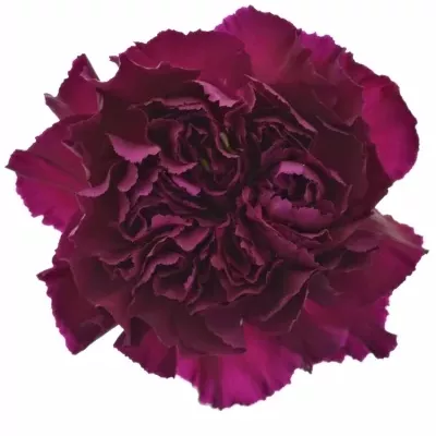 DIANTHUS ST GOLEM 65cm