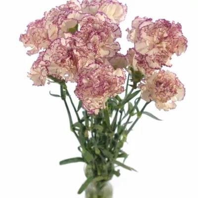 DIANTHUS ST HAPPY GOLEM