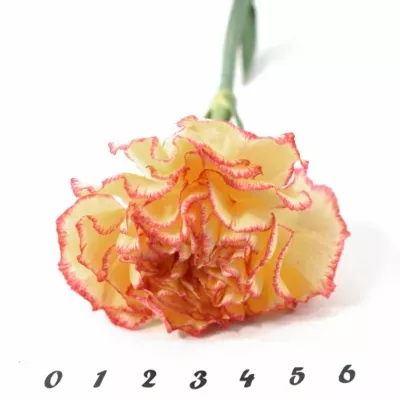 DIANTHUS ST IVONNE 55cm