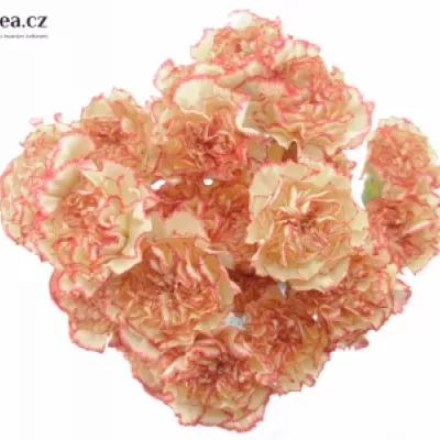 DIANTHUS ST IVONNE 55cm