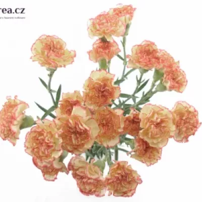 DIANTHUS ST IVONNE 55cm