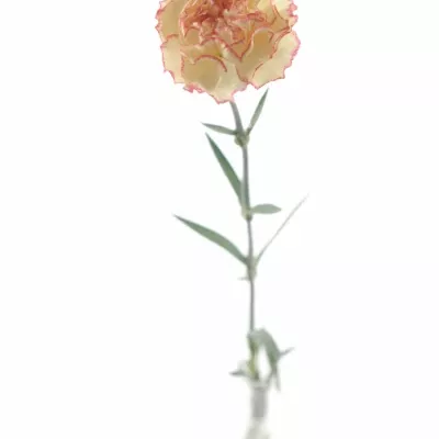 DIANTHUS ST IVONNE 55cm