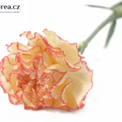 DIANTHUS ST IVONNE 55cm