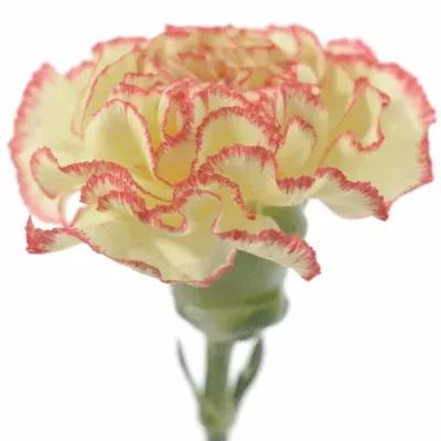DIANTHUS ST IVONNE 55cm