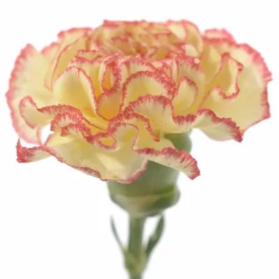 Karafiát ST IVONNE 60cm