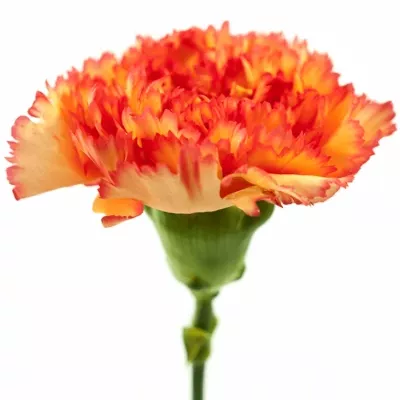 DIANTHUS ST IVONNE ORANGE 50cm
