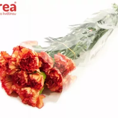 DIANTHUS ST IVONNE ORANGE 50cm