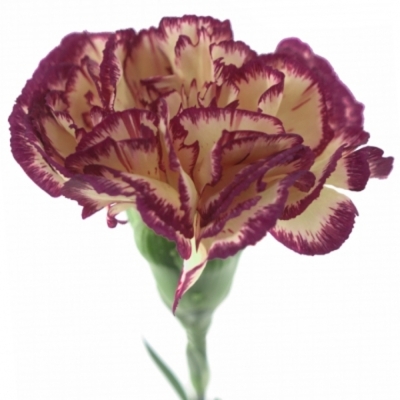 DIANTHUS ST JENNY