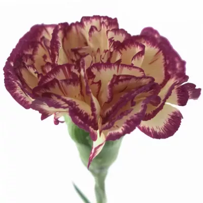 Karafiát ST JENNY 65cm