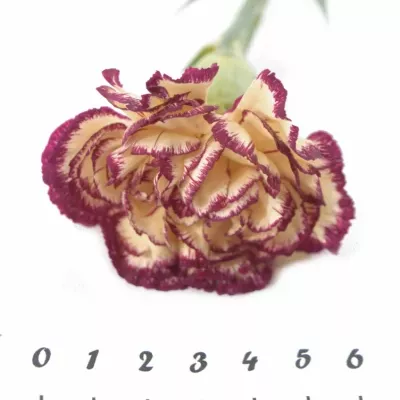 DIANTHUS ST JENNY 50cm