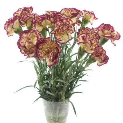 DIANTHUS ST JENNY 50cm