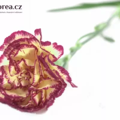 DIANTHUS ST JENNY 50cm