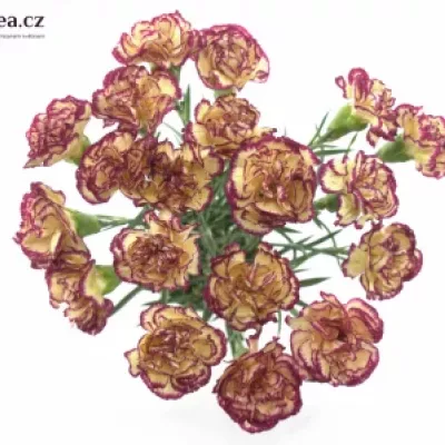 DIANTHUS ST JENNY 50cm