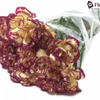 DIANTHUS ST JENNY 50cm