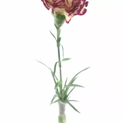 DIANTHUS ST JENNY 50cm