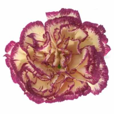 DIANTHUS ST JENNY