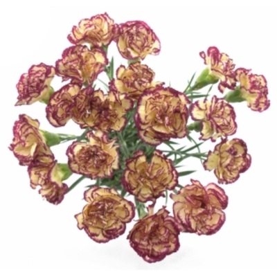 DIANTHUS ST JENNY
