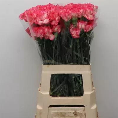 Karafiát ST KENDRA 60cm