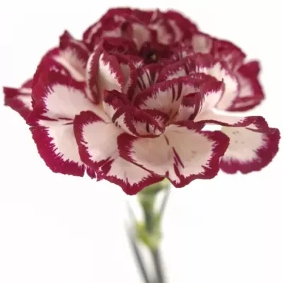 DIANTHUS ST KIN WHITE CRIM 50cm