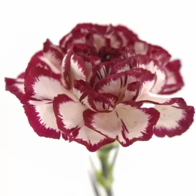 Karafiát ST KINO WHITE CRIMSON 60cm