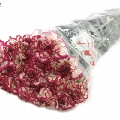 DIANTHUS ST KIN WHITE CRIM