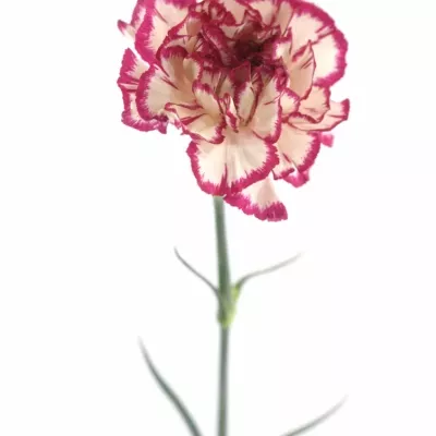DIANTHUS ST KIN WHITE CRIM